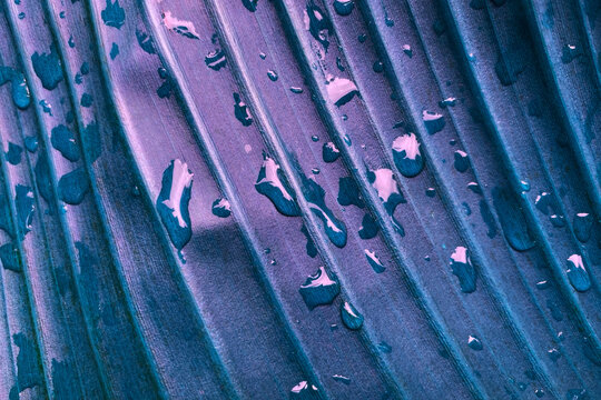 Close up of water drop on banana leaf with purple color background.