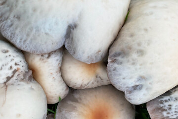 Mushroom Pleurotus ostreatus in the market