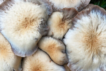 Close up of white mushrooms. Selective focus and shallow depth of field.