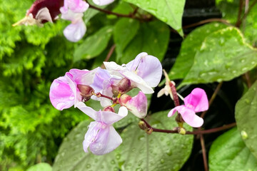 Pink and white flowers of bean plant with water drops in the garden