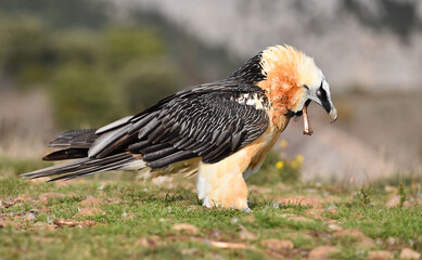 un quebrantahuesos en las montañas de españa