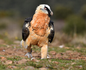 un quebrantahuesos en las montañas de españa