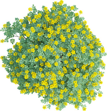 Top view of Coronilla Glauca plant - Garden plant with yellow flowers
