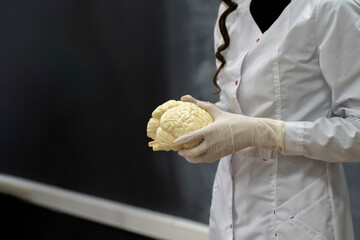 biology class, teacher's hands hold human brains model