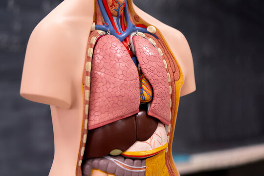 human anatomy model on  biology class, school blackboard on background