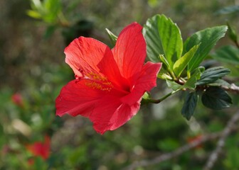 Hibiskus am Strauch in verschiedenen Farben auf La Palma © Clarini
