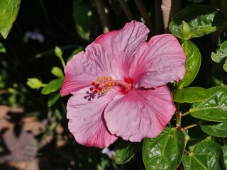 Hibiskus am Strauch in verschiedenen Farben auf La Palma © Clarini