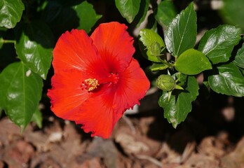 Hibiskus am Strauch in verschiedenen Farben auf La Palma © Clarini