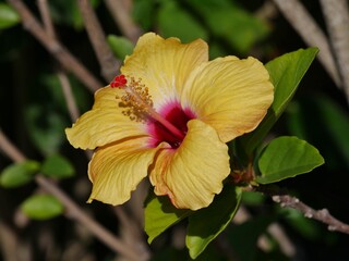 Hibiskus am Strauch in verschiedenen Farben auf La Palma © Clarini