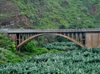Fototapeta na wymiar Brücke im Norden La Palmas 