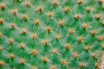 Obraz premium Dew droplets on green cactus skin and radiating spines in the Galapagos