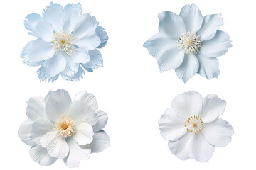 Different Beautiful White Blooming Pumelia Paper Flower On Transparent Background