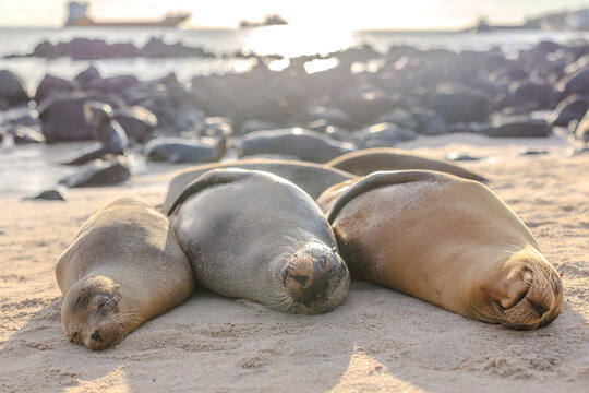 Sealions on the beach in the Galapagos