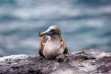 Blue Footed Boobie Sitting Resting Galapagos