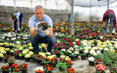 Attentive old man grower sitting down and looking at the pot of primrose flower in greenhouse