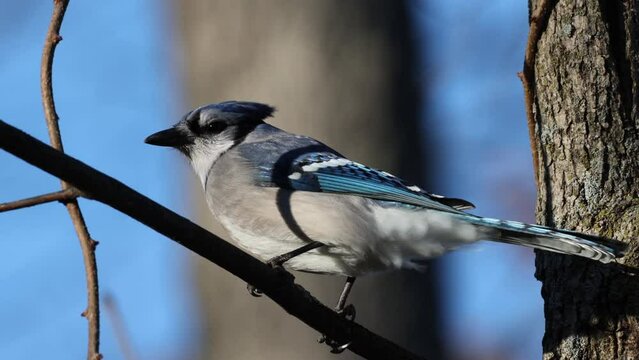 Blue jay in perched in a tree in heavy wind