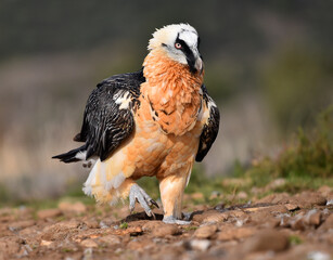 Obraz premium un poderoso quebrantahuesos en españa 