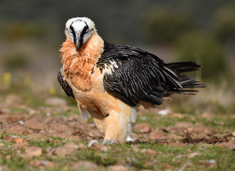 un quebrantahuesos en un parque natural en españa