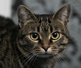Obraz premium portrait of a cat
