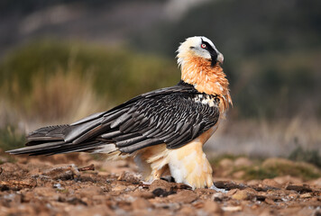 un majestuoso quebrantahuesos en españa