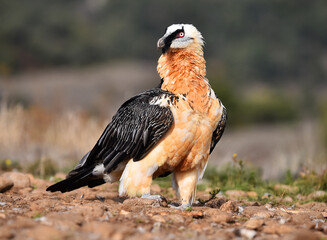 un majestuoso quebrantahuesos en españa
