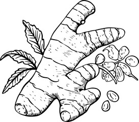 Turmeric herb sketch drawing