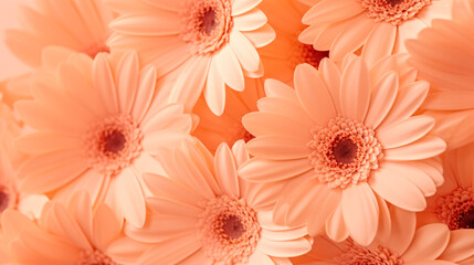 A close up of a bunch of flowers. Monochrome peach fuzz background.