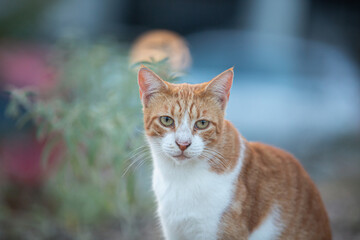 Portrait of a stray red cat. Ginger Stray cat sitting outdoors in Greece at sunset