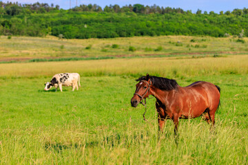 Horse in the pasture. Background with selective focus and copy space