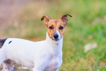 Naklejka na ściany i meble A cute Jack Russell Terrier dog walks in nature. Pet portrait with selective focus and copy space