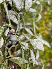 Frost on a green plant in the garden. Winter background.