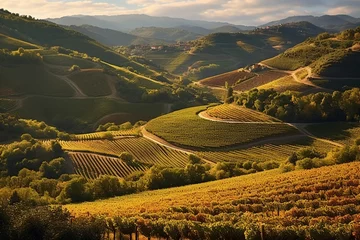 Zelfklevend Fotobehang A patchwork of vineyards on rolling hills, basking in the warm glow of a late summer afternoon © Tahir