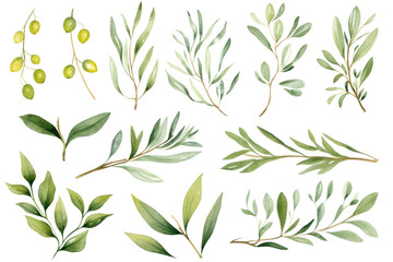 Watercolor painting Olives leaf on a white background. 