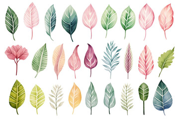 Watercolor painting Calathea symbols on a white background. 