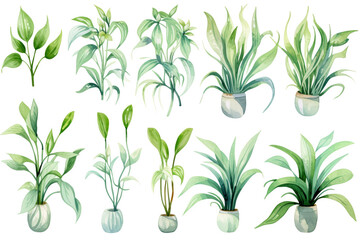 Watercolor painting Chlorophytum symbols on a white background. 