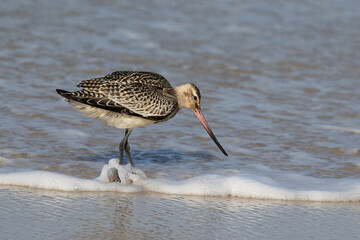 A Bar tailed Godwit, a migratory shorebird, feeding at a high tide roost at Bribie Island in...