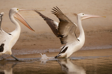A dominant Australian Pelican chasing another pelican at the edge of the water at Hasting's Point...
