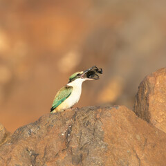 A Sacred Kingfisher softening up a crab prior to eating it on a rock on the seashore at Hasting's Point in New South Wales, Australia.