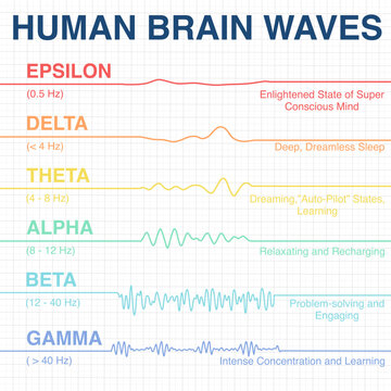 Human brain wave frequency graphics. Vector illustration. electroencephalogram. illustration of medical electroencephalography- Eeg on chart paper.