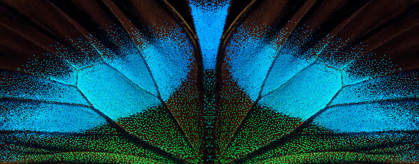wings of a tropical butterfly. bright blue Blume butterfly wings. 