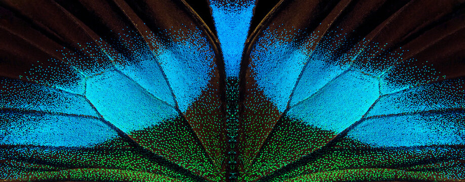 wings of a tropical butterfly. bright blue Blume butterfly wings. © Oleksii
