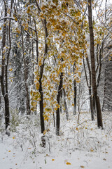 Winter Landscape of South Park in city of Sofia, Bulgaria