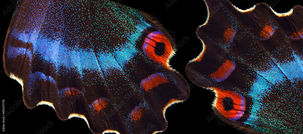 Wall mural bright colorful wings of a tropical butterfly. close up