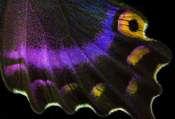 bright colorful wing of a tropical butterfly. close up