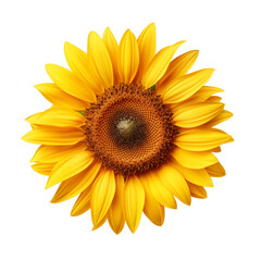 Ripe sunflower with yellow petals, isolated on transparent background.