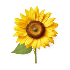 Ripe sunflower straw with yellow petals and green leaves isolated on transparent background.