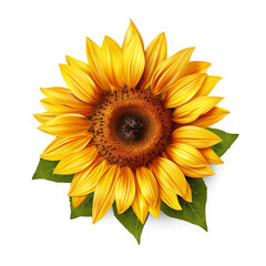 Ripe sunflower with yellow petals and green leaf isolated on transparent background.