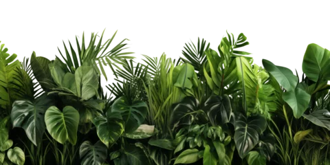 Foto op Aluminium Green leaves of tropical plants bush (Monstera, palm, rubber plant, pine, bird's nest fern). Transparent, cutout, or clipping path. Generative AI © MDNANNU