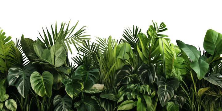 Green leaves of tropical plants bush (Monstera, palm, rubber plant, pine, bird's nest fern). Transparent, cutout, or clipping path. Generative AI