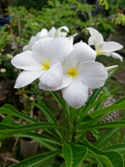 Obraz na płótnie Canvas White frangipani flower in close up during day time
